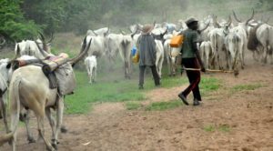 Fulani herdsmen